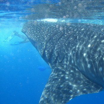 Whale Shark Head Shot