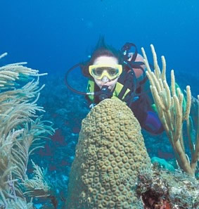 Belize Barrier Reef Dives