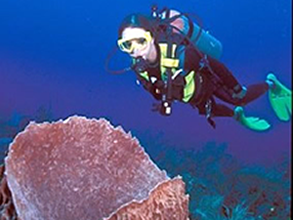 dive 2