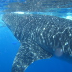 Scuba Diving With Whale sharks in Belize