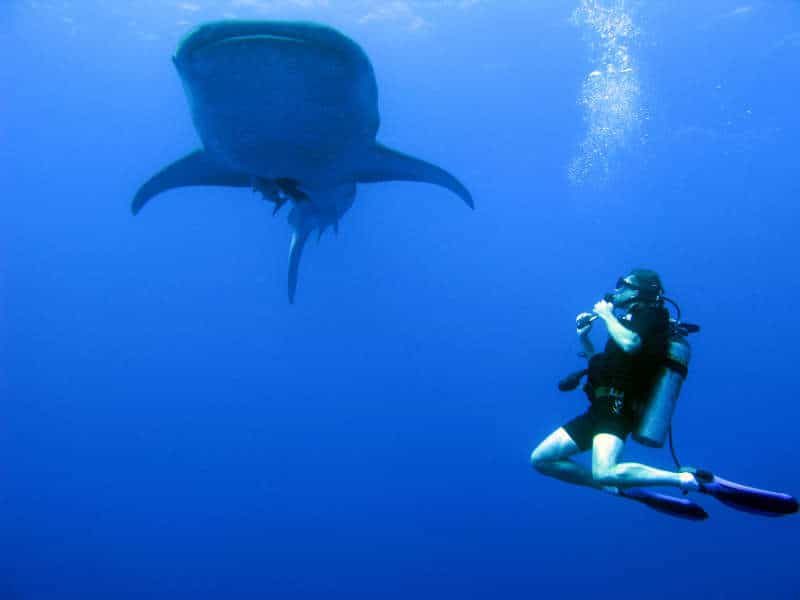 Scuba Diving With Whale Shark