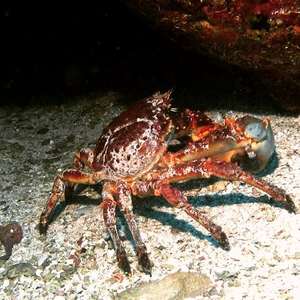 Caribbean King Crab