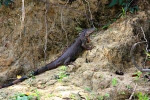 Iguana on the banks of the monkey river