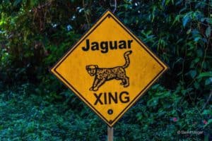 Jaguar Xing Sign Cockscomb