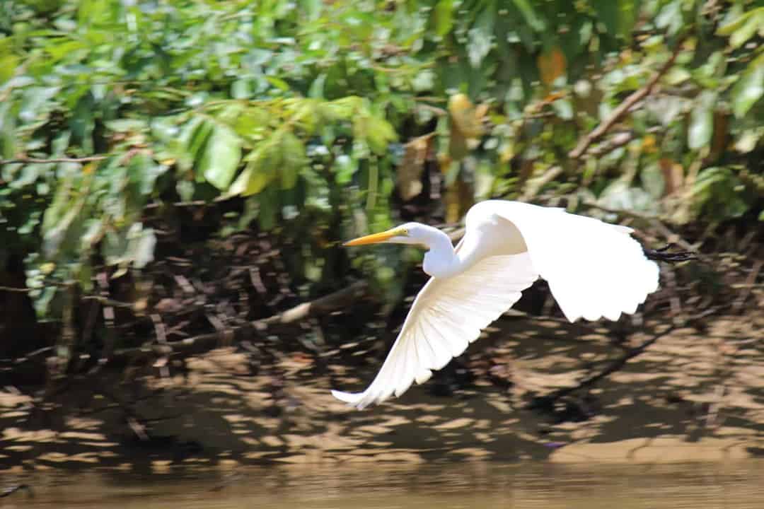 Birding in Monkey River